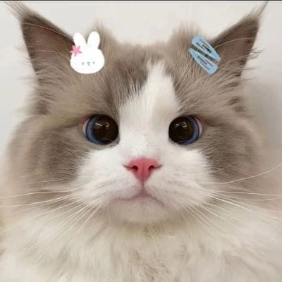 بلال رضا avatar