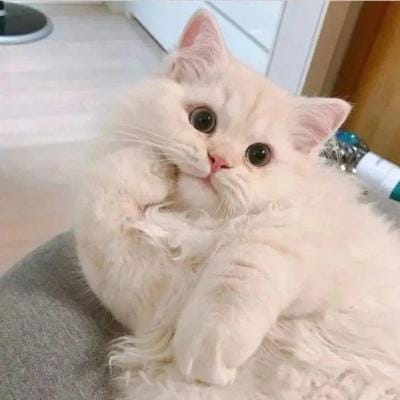 محمد عثمان avatar